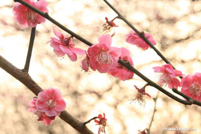 中国最漂亮的花（中国十大名花排名）